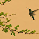 Kolibri