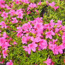 花壇にはスタッフが植える花が咲きます