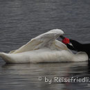 Schwarzhals-Schwan in Puerto Natales