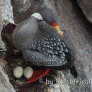 Kormoran in  Puerto Deseado