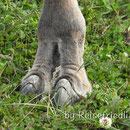 Guanaco