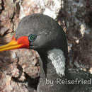 Kormoran in  Puerto Deseado