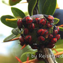 Calafate-Beeren mit Käfern