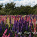 Lupinenfeld