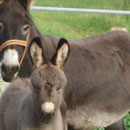 Odi's flauschiger Pony lädt zum Kraulen ein
