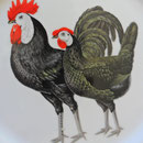 Lindo plato con gallo y gallina de Haldon Group