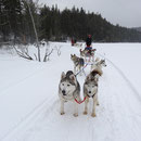 Hundeschlitten-Tour in Ontario.