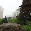 Morgennebel in High Park.