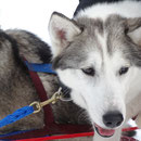 Beginn einer Hundeschlitten-Tour: Anspannen und die Hunde kennenlernen.