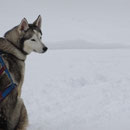 Husky auf einem zugefrorenen See in Ontario.