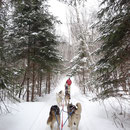 Schlittenhunde auf Tour in den Wäldern von Ontario.
