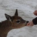 Winter in Kanada: Manche Tiere darf man füttern...