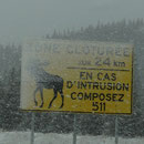 Winter in Kanada: Mit dem Elch sollte man sich nicht anlegen.