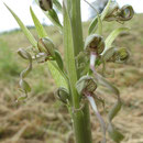 orchis bouc