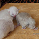 Links Suris Nevchen, rechts eins von Tissy