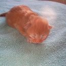 Gulliver