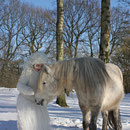 Fantasie & Wirklichkeit Fotografien und Gedichte Kathrin Steiger Winter Schnee Schneefee Schneeelfe Schnee-Elfe Winterfee Winterelfe Fairy Snow Fairy Fairies Pferd Pony