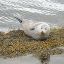 Le phoque commun - Phoca vitulina - Cromarty Firth (Ecosse) - Juillet 2008