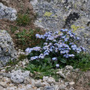 Myosotis corse - Massif du Monte Rinosu - 7 juillet 2013