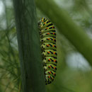 Chenille de Machaon -  Buxerolles (86) - 08/07/2007