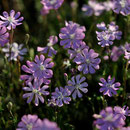 Silene sericea - Corse - Avril 2010