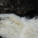 Saumon Atlantique - Salmo salar - Falls of Shin - Ecosse  - Juillet 2008
