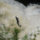 Saumon Atlantique - Salmo salar - Falls of Shin - Ecosse  - Juillet 2008