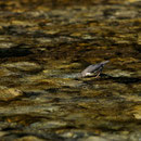 Cincle plongeur juvénile - Slovénie - Juillet 2010