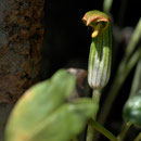 Arisarum vulgare subsp. vulgare - Corse - Avril 2010