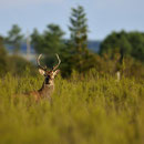 Cerf élaphe - Vouneuil sur Vienne (86) - Septembre 2009