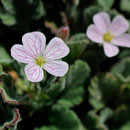 Erodium corsicum - Corse - Avril 2010