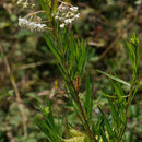 Gomphocarpus fruticosus (L.) W. T. Aiton  - Ile Rousse - 20/07/2013 
