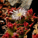 Mesembryanthemum crystallinum - Corse - Avril 2010