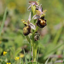 Ophrys de Moris - Corse du Sud (201) - Avril 2010