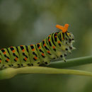 Chenille de Machaon -  Buxerolles (86) - 08/07/2007