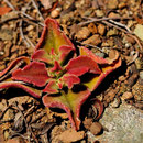 Mesembryanthemum crystallinum - Corse - Avril 2010