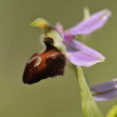 Ophrys de Moris - Corse du Sud (201) - Avril 2010