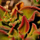 Mesembryanthemum crystallinum - Corse - Avril 2010