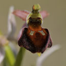 Ophrys de Moris - Corse du Sud (201) - Avril 2010