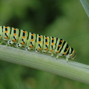 Chenille de Machaon -  Buxerolles (86) - 25/06/2005