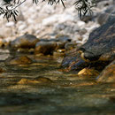 Cincle plongeur juvénile - Slovénie - Juillet 2010