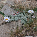 Leucanthemopsis tomentosa (Marguerite laineuse - Massif du Monte Rinosu - 7 juillet 2013