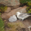Fulmar boréal - Fulmarus glacialis  - Handa Island (Ecosse) - Juillet 2008
