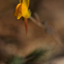 Linaria flava subsp. sardoa - Corse - Avril 2010