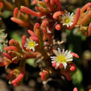 Mesembryanthemum nodiflorum - Corse - Avril 2010
