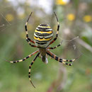 Argiope frelon ou Argiope fasciée (Argiope bruennichi) Buxerolles (86) - 02/09/2004