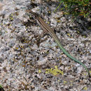 Le lézard tyrrhénien - Massif du Monte Rotondo - 15/07/2013