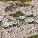 Marguerite laineuse - Massif du Monte Rinosu - 7 juillet 2013