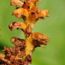 Orobanche jaune clair - Robanov kot - Slovénie - Juillet 2010