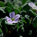 Erodium corsicum - Corse - Avril 2010